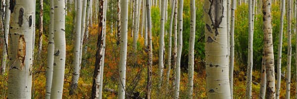 aspen forest cover image