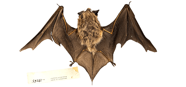 bat specimen