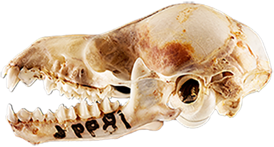 bat skull specimen
