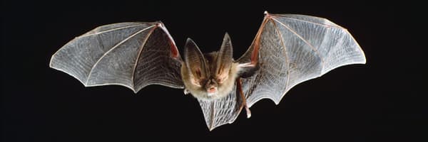 bats cover image
