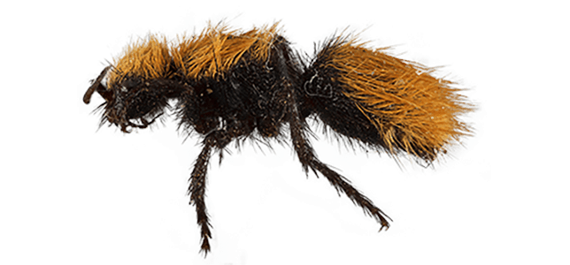 velvet ant specimen